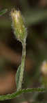 Dwarf horseweed